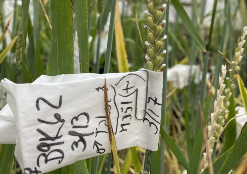 American Malting Barley Association opens call for proposals